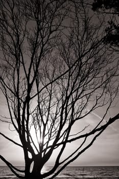 Silhouetted tree, west beach Fischland-Darß, germany