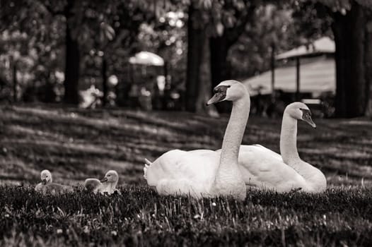 Mute swans with offspring, adult birds with chicks
