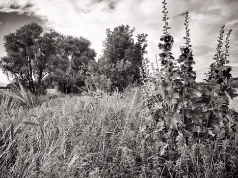 Hollyhocks, Mönchgut, Ruegen Island