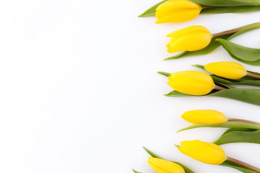 Flat lay with yellow tulip flowers on white background. Concept for greeting card for Easter, Mother's day, International women's day, Saint Valentine's day. High quality photo