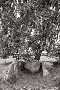stone tomb under birch, island of Ruegen