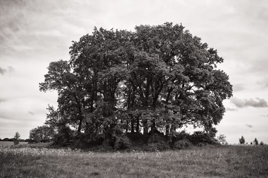 Rügen landscape with a tumulus, island of Rügen