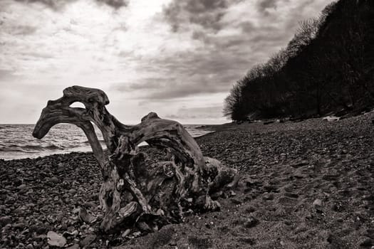 Chalk coast in the Jasmund National Park, Ruegen island