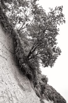 Chalk coast in the Jasmund National Park, Ruegen island