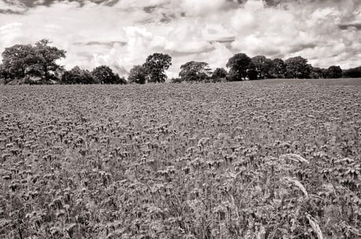 Phacelia field near Moritzdorf, Ruegen island