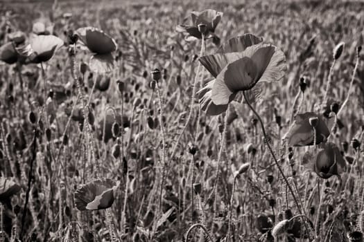 Poppies on the edge of the grain field, Ruegen island