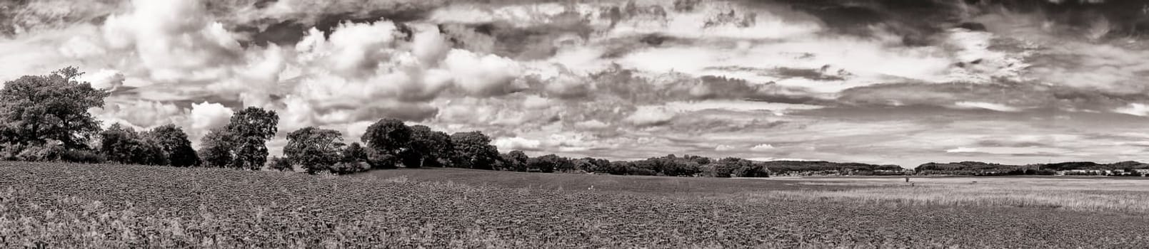 Phacelia field near Moritzdorf, Ruegen island