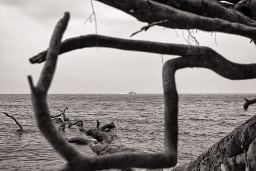 Chalk coast in the Jasmund National Park, Ruegen island