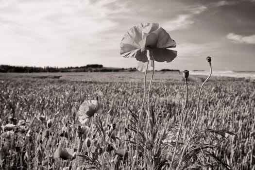 Poppies on the edge of the grain field, Ruegen island