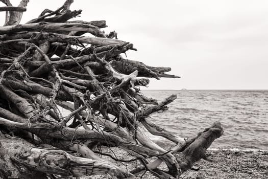 Chalk coast in the Jasmund National Park, Ruegen island
