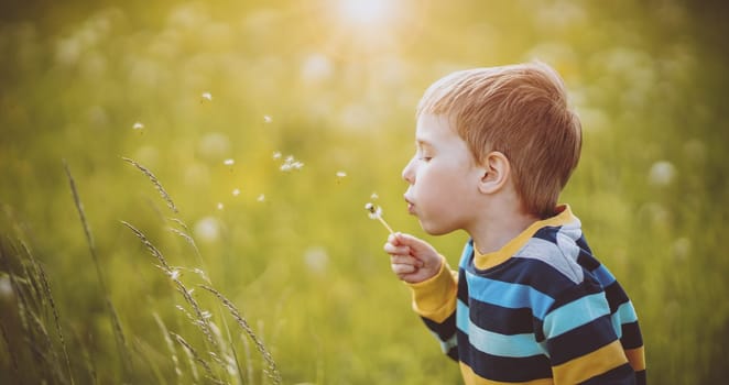 Happy boy blowing on the white dandelion's blowball at sunny summer evening. Child outdoors in nature