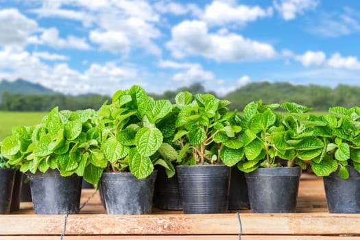 Young strawberry plant in  black plastic pot with nature background