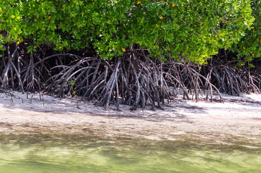 Mangroves with white sand in the Mida Creek reserve near Watamu in Kenya.