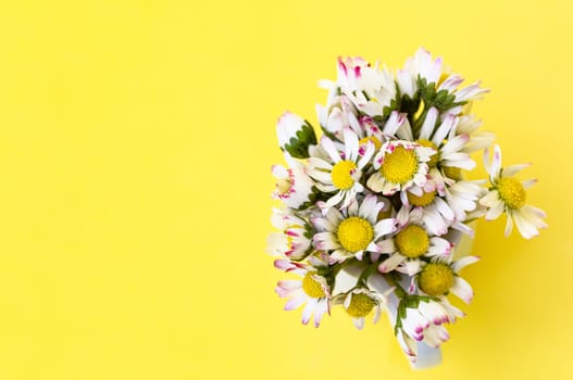 Daisy flowers in a vase on a pastel yellow background with copy space. minimalist style. Spring holidays concept. Banner. Soft focus