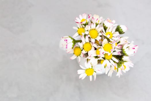 Daisy flowers in a vase on gray background with copy space. minimalist style. Spring holidays concept. Banner. Soft focus