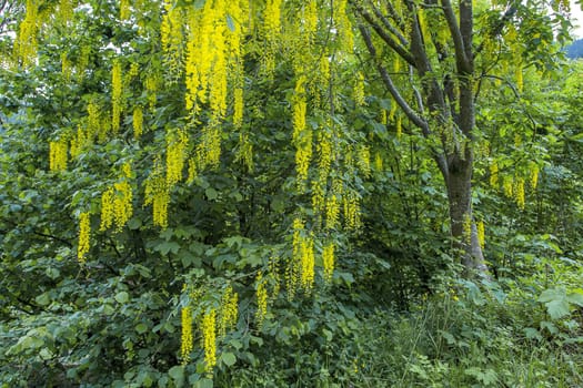 Blossoming spring Acacia dealbata in spring.Copy space
