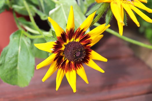 Closeup of black eyed susan flowers in bloom.