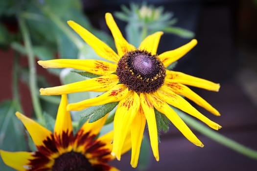 Closeup of black eyed susan flowers in bloom.