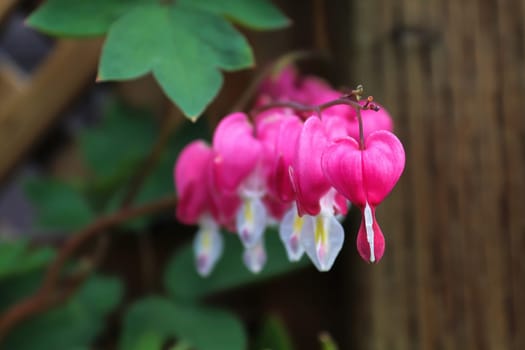 Macro view of bleeding heart flowers blooming.