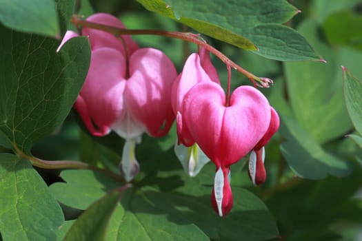 Macro view of bleeding heart flowers blooming.