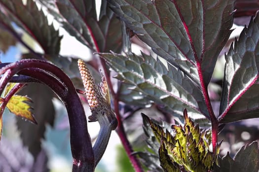 Closeup of unopened flower cluster buds on a bugbane.