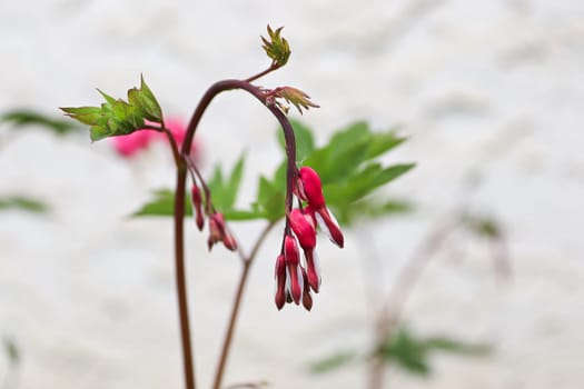Closeup view of bleeding heart flowers blooming.
