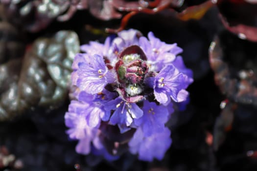 Macro of cluster of bugleweed trumpet shaped flowers.