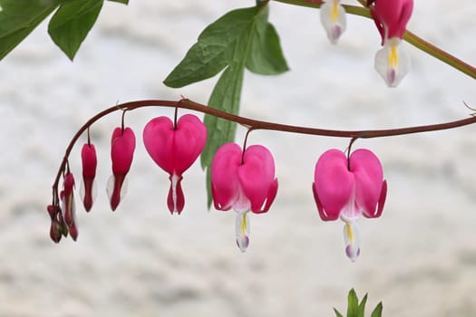 Macro view of bleeding heart flowers blooming.