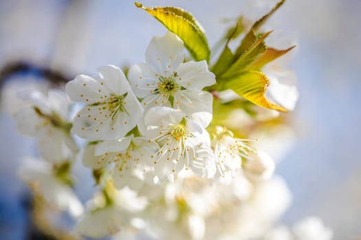 Beautiful white cherry blossom on a branch