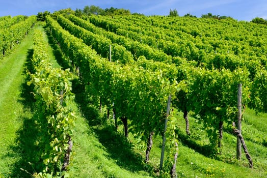 foreshortening of hilly vineyard with multiple lines of plants on the hills surrounding the important industrial town..