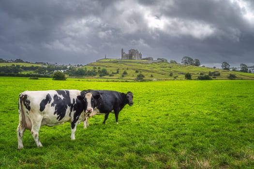 Two cows on green field or pasture looking at camera. Majestic castle from 12th century, Rock of Cashel, in the background, County Tipperary, Ireland
