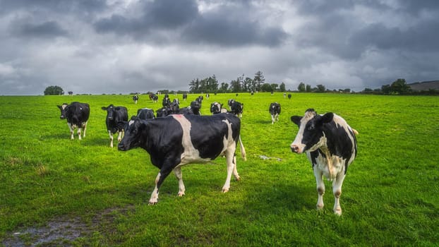 Herd of cows or cattle on fresh green field or pasture with dark, moody sky in background. Curious cow looking at camera, County Tipperary, Ireland