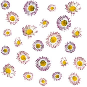 Texture with red white daisy flowers in different sizes isolated on white