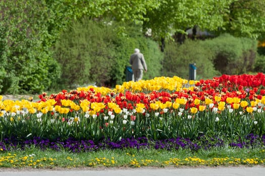 Tulip bed in the centre of Potsdam in the residential area