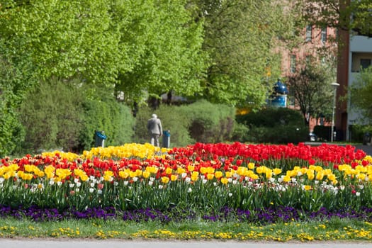 Tulip bed in the centre of Potsdam in the residential area