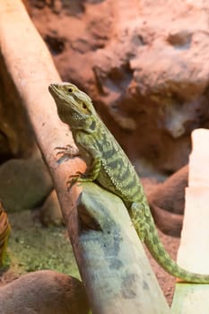 Attentive Bartagame sits on a branch in the terrarium