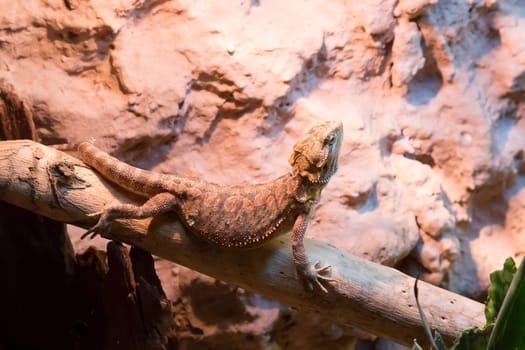 Bartagame sits on a branch in the terrarium