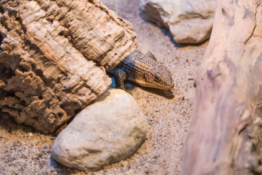 Lizard in terrarium with wood and stones