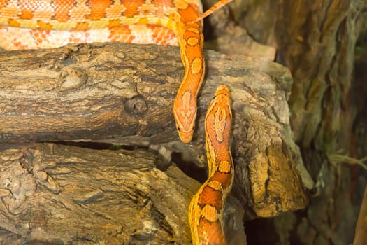 Two snakes in the terrarium on a tree trunk