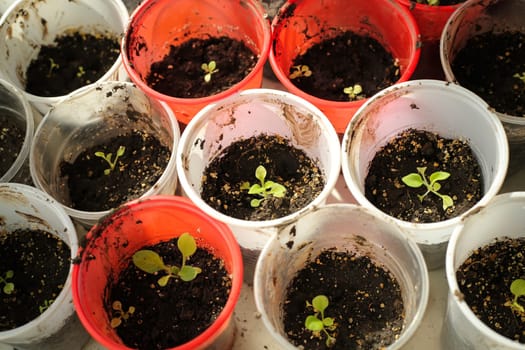 A bunch of baby plants growing inside of pots inside of a greenhouse nursery.