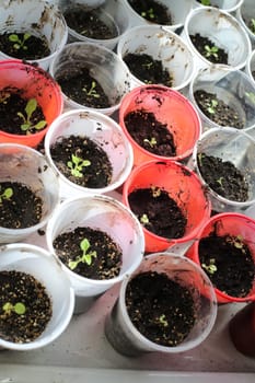 A bunch of baby plants growing inside of pots inside of a greenhouse nursery.