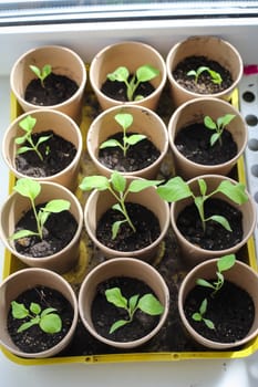A bunch of baby plants growing inside of pots inside of a greenhouse nursery.