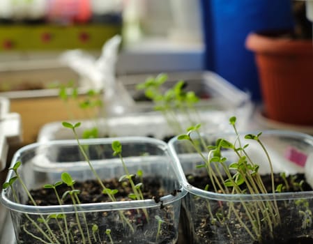 A bunch of baby plants growing inside of pots inside of a greenhouse nursery.