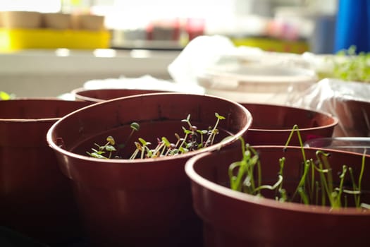 A bunch of baby plants growing inside of pots inside of a greenhouse nursery.