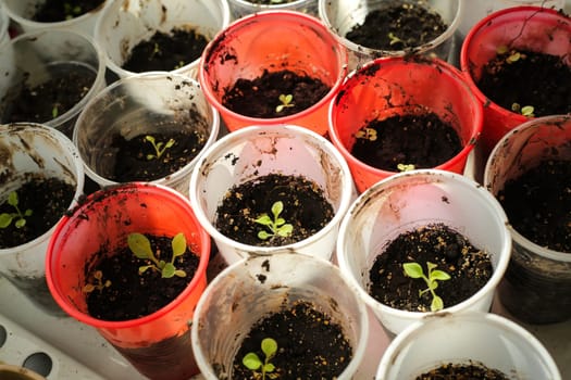 A bunch of baby plants growing inside of pots inside of a greenhouse nursery.