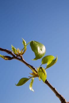 First green leaves on blue sky background. Spring time.