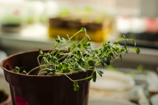 A bunch of baby plants growing inside of pots inside of a greenhouse nursery.