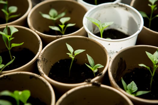 A bunch of baby plants growing inside of pots inside of a greenhouse nursery.