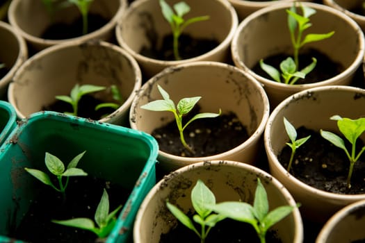 A bunch of baby plants growing inside of pots inside of a greenhouse nursery.