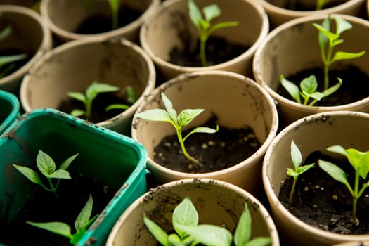 A bunch of baby plants growing inside of pots inside of a greenhouse nursery.